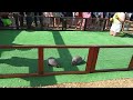 Armadillo race at the Fort Worth Stockyards