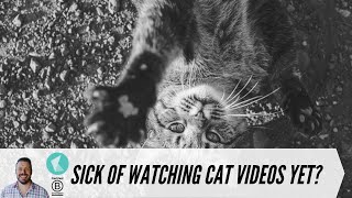 Why you are addicted to kitten videos.