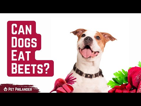 YouTube video about: How to prepare beets for dogs?