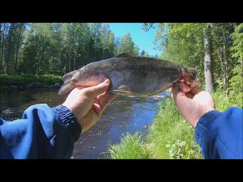 Markus Kalassa Jokikalastus 2019 - Kirrekeisari Kalastussarja Jakso 4/5