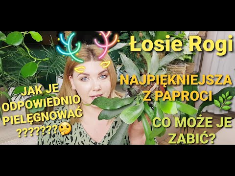 Łosie Rogi-wyjątkowa paproć! Uprawa/Pielęgnacja/Wszystko co musisz wiedzieć/Platycerium Bifurcatum