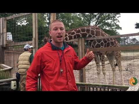 Giraffe Training