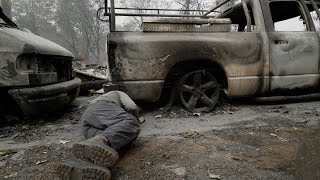 THE FIRE CATS —Save Something Small TRAILER