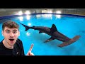 MASSIVE Hammerhead Shark Tank