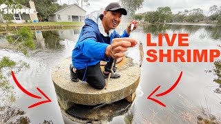 What Fish Live Around This Mysterious Saltwater Pipeline?