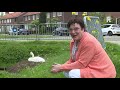 Zes grijze zwaantjes zwemmen vrolijk rond in de plas in Alblasserdam.