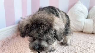 ミニチュアシュナウザーの動画01