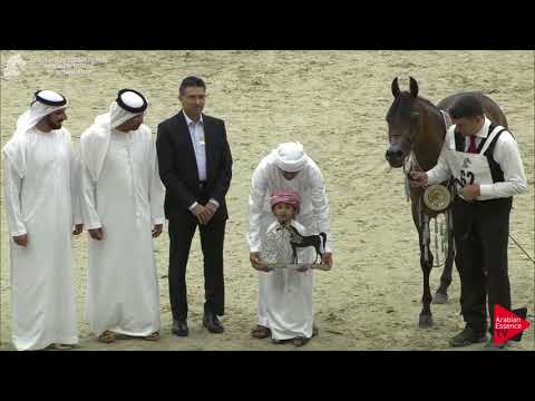 N.62 AJ TARIM - SILVER - Fillies Championship