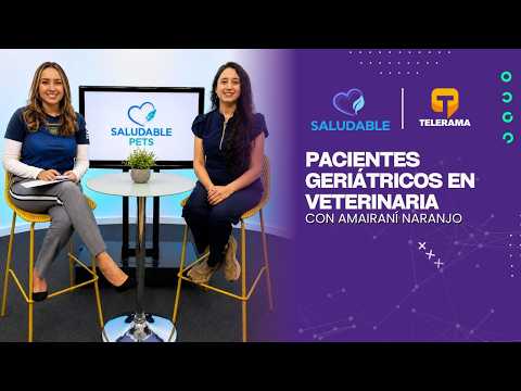 Pacientes geriátricos en veterinaria