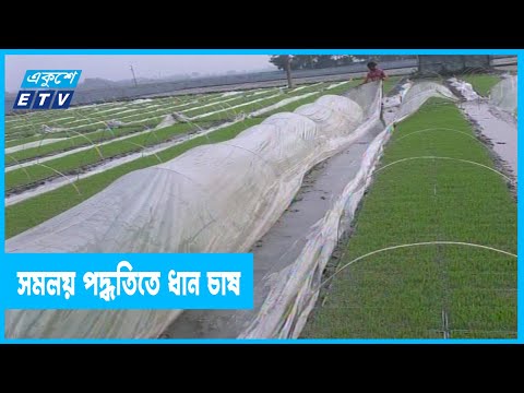 সমলয় পদ্ধতি  বোরো চাষে বাড়বে উৎপাদন, বাঁচবে সময়