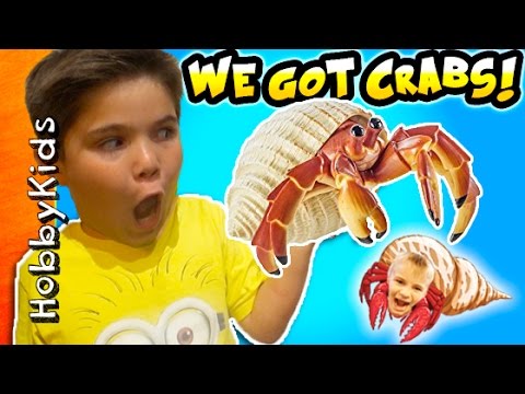 Hermit CRAB Pet Surprise with Toys and Tank by HobbyKidsTV