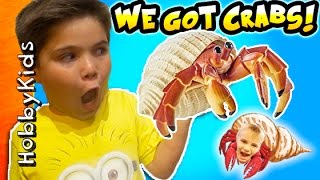 Hermit CRAB Pets! Surprise Toys in Tank + Habitat Set Up. Funky Shell Crab Homes HobbyKidsTV