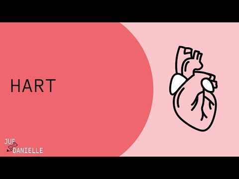 Heart: anatomy and function