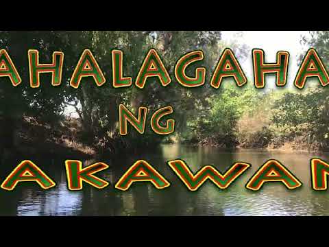 Kahalagahan ng Bakawan
