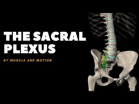 The Sacral Plexus and the Sciatic Nerve