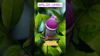 Download lagu WALIK UNGU #shorts mp3