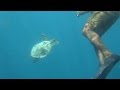 Swimming with a turtle in turtlereef,Maldiles 2015/1 ...