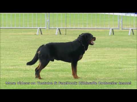 Nadine Möller & Anthrax vom Barghest, obedience, IFR IGP World Championship 2025, Hungary