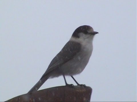Gray Jay & GC Kinglet: Birds of British Columbia