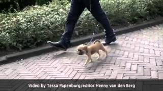 Griffon Bruxellois Strippoker's Zuurtje