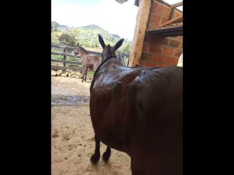 Equinos Granada Antioquia,