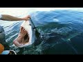 30 Scariest Shark Encounters Ever Caught On Camera
