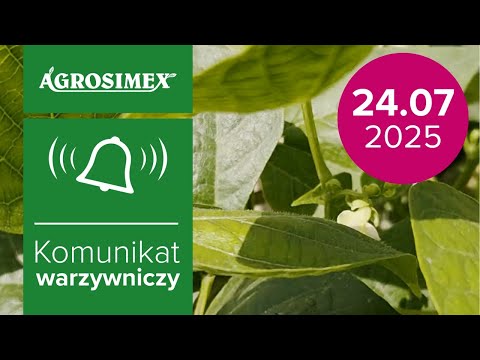 Biostymulacja i dolistne uzupełnienie makro- i mikroelementów w uprawie fasoli szparagowej