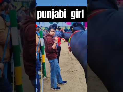 #dairyherd #animalfarming #trendingshorts #farming #brarandsandhudairyfarm #cow