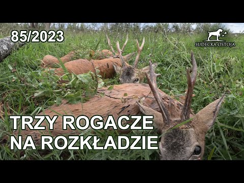 SUDECKA OSTOJA 85/2023 Trzy Rogacze na rozkładzie - Ruja w Sudetach 2023 roebuck hunting hunt jagd