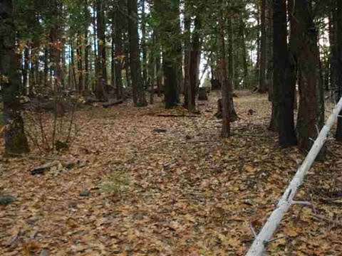 Homes for sale - 2470  Fern Ridge Lane, Quincy, CA 95971