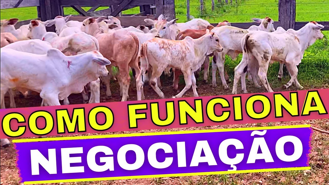 A MELHOR FORMA DE COMPRAR BEZERRA