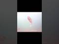 Video Thumbnail for Trout reaction using shrimp #short #fishing #troutfishing #shorts
