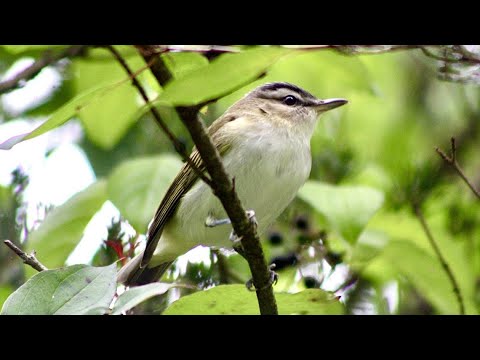 Grand Rapids event offering free bird tours at one of area's best birding parks