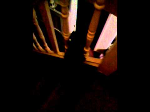 Im a kittl citty cat try not to lath