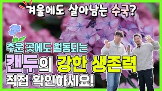 중부지방에서도 수국이 활짝! 추위 걱정 없는 수국 추천????