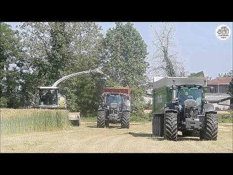 Claas Jaguar 980 Type 498 - 2 Deutz Warrior + Ravizza - Agromeccanica Assanelli - Wheat silage 2019