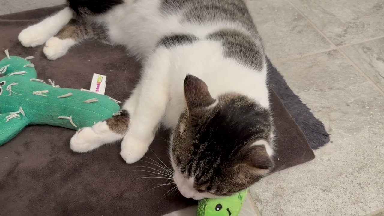 Enlarge Henry, a ADOPTABLE Domestic Short Hair in Beaufort, SC video 6/6