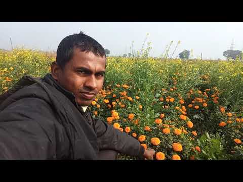 Tirath flower wholesaler rewa