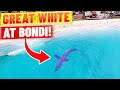 Great White Shark at Bondi Beach - Spotted by Drone!