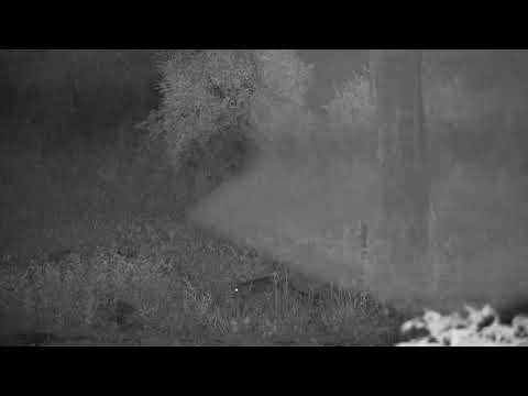 Djuma: Genet out hunting - 19:34 - 01/03/21