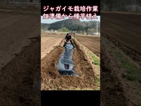 2024 年のジャガイモの植え付け時期は?成功のためのすべてのアドバイス  庭園