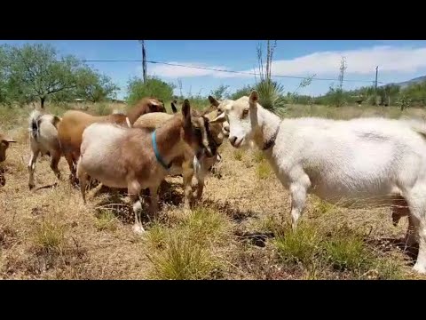 Life At the Ranch Is Getting Back To Normal! S2E28