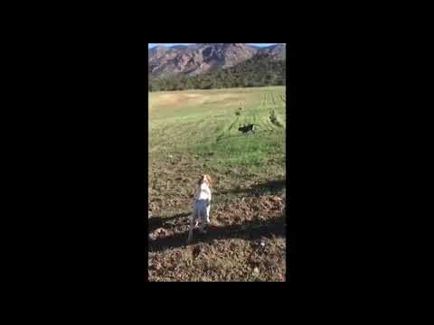 Élvage canine ismail