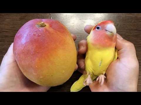 Quand les perroquets font les choses les plus stupides Vidéos d'animaux les plus drôles