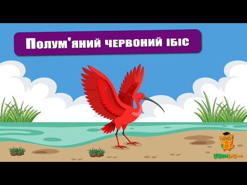 🍀 Дива природи. Явища навколо нас. Червоний ібіс 🌏