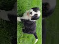 Mini Bernedoodle dogs for sale: Lola - Video 1