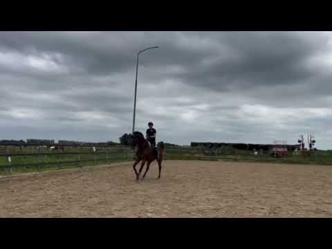 Gorgeous 8 year old Fürsten-Look gelding