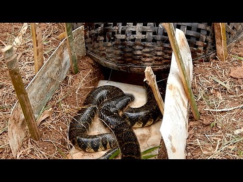DIY snake trap technology - big snake trap