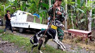 Download lagu ANJING BERBURU BABI PALING GANAS DI ACEH mp3 Download lagu ANJING BERBURU BABI PALING GANAS DI ACEH mp3