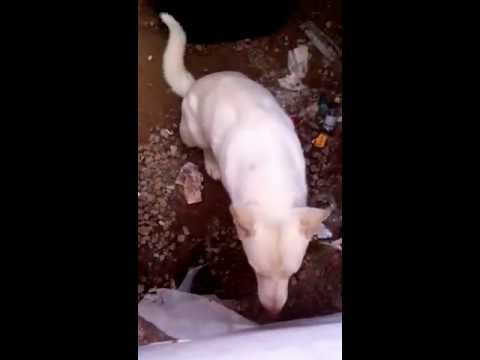 Coyote plays with Cat